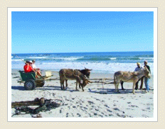 West coast Hiking tour donkey cart